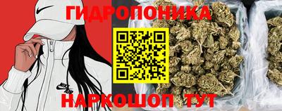 крисы Пенза